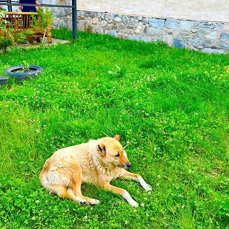 Mziuri Guest House Mestia Dış mekan fotoğraf
