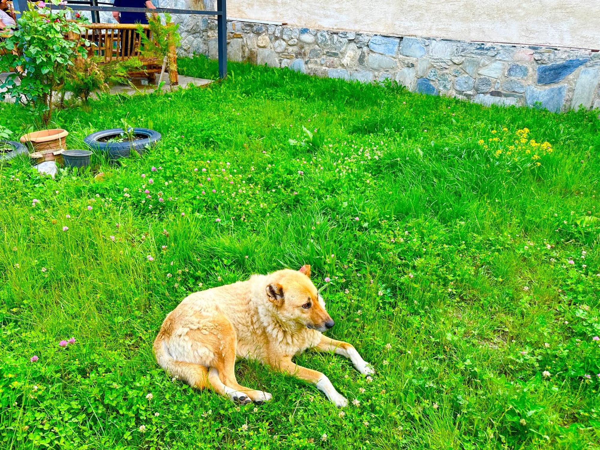 Mziuri Guest House Mestia Dış mekan fotoğraf